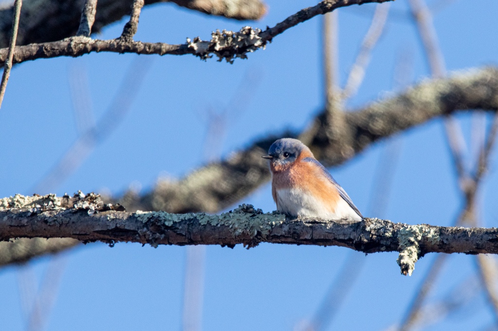 An Eastern bluebird perches on a brnach.
