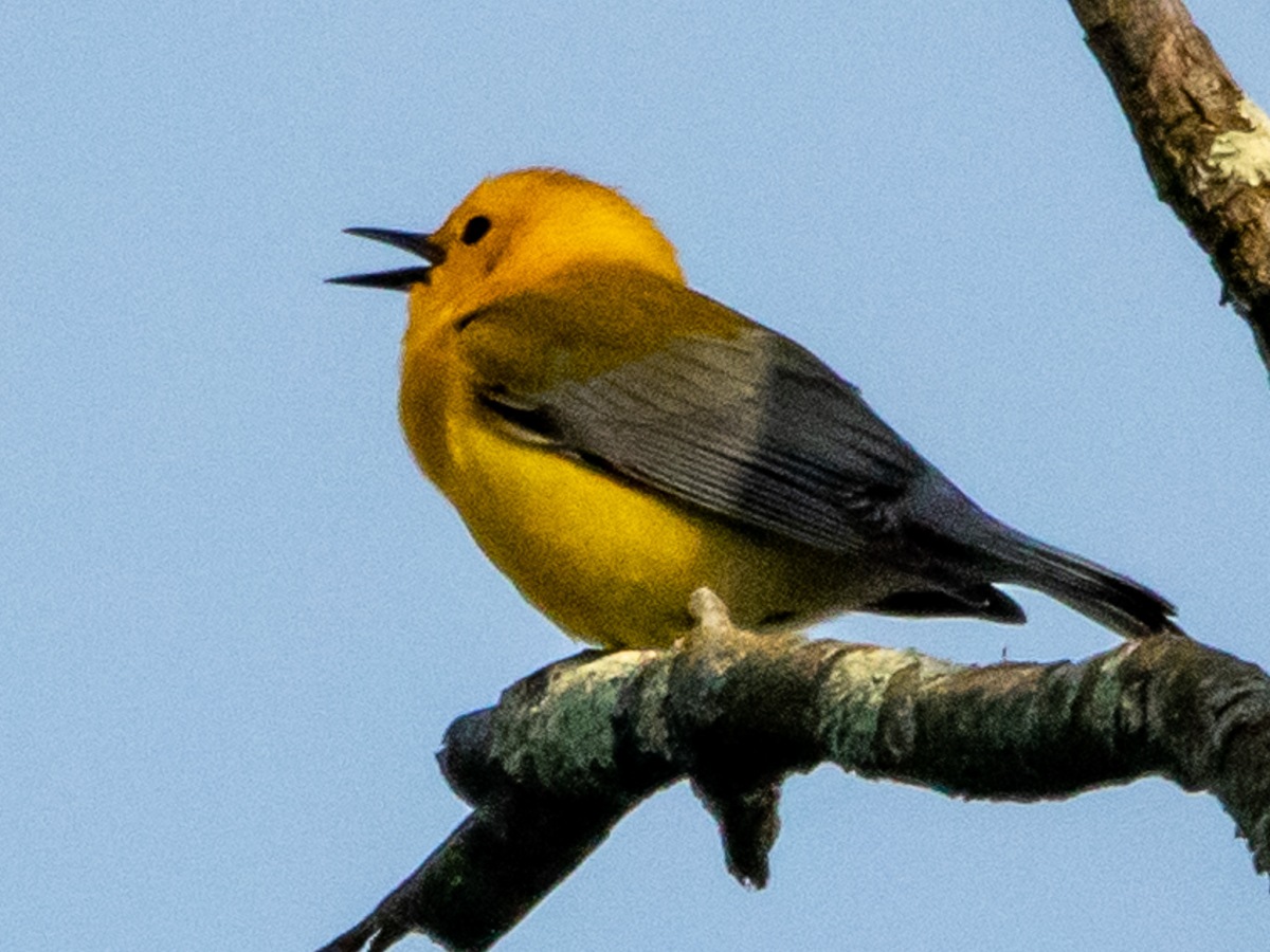Big days in May: chasing the rare prothonotary warbler