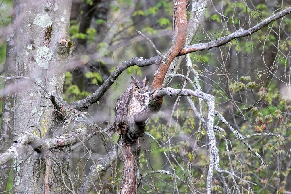 Great horned owl sitting on a branch in a big tree.
