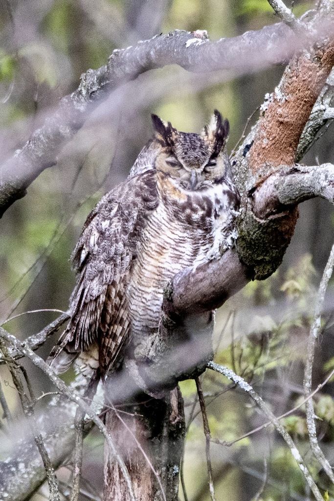Great horned owl sitting on a branch.
