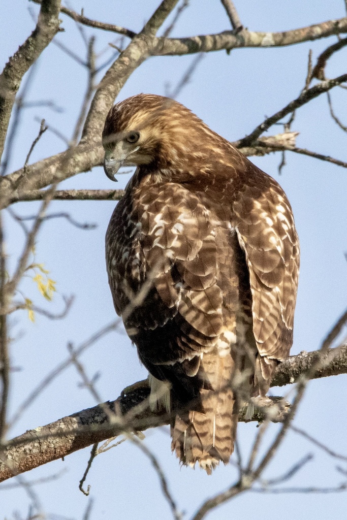 Hawk turning to its left side on.tree branch.