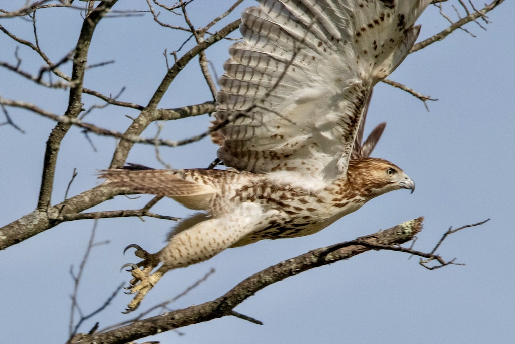 Hawk leaping off branch.