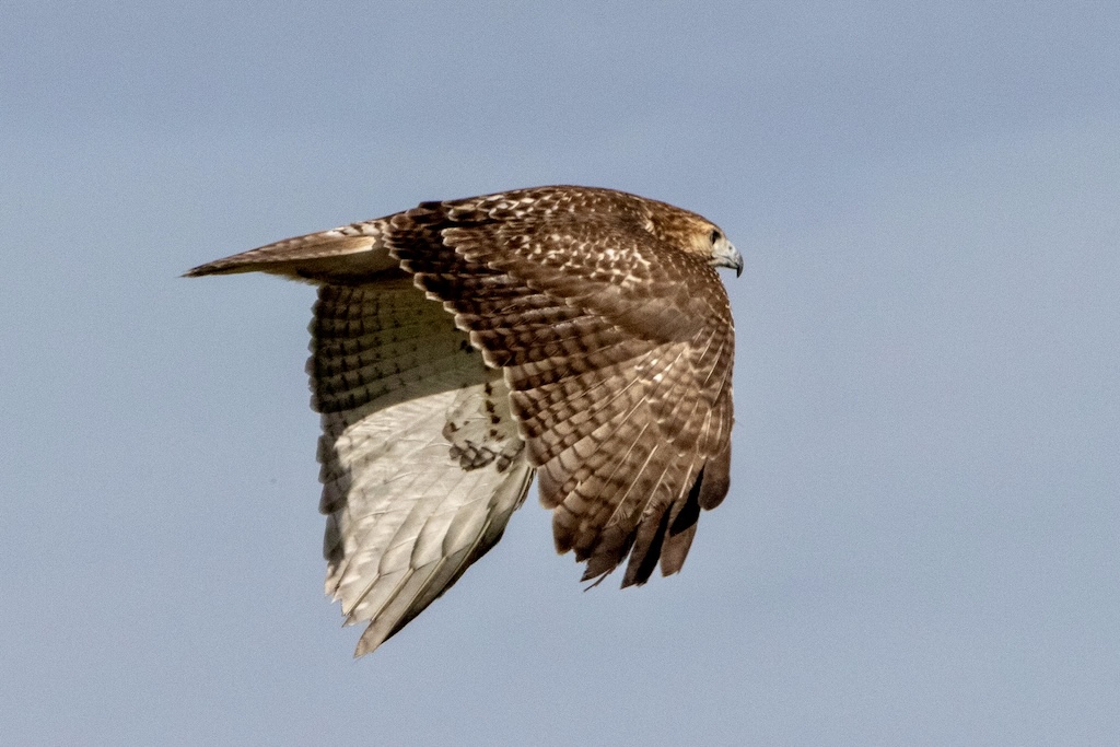 Hawk, with wings flapping down, flying away.