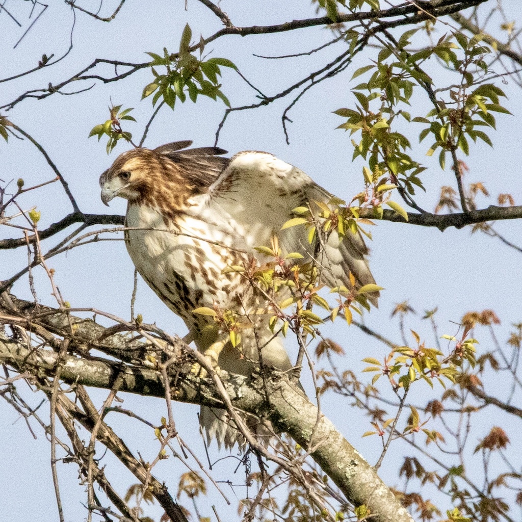 Hawk lighting on branch, its wings spread wide but coming down.