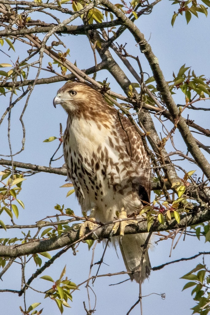 Hawk peering off to the left from branch.