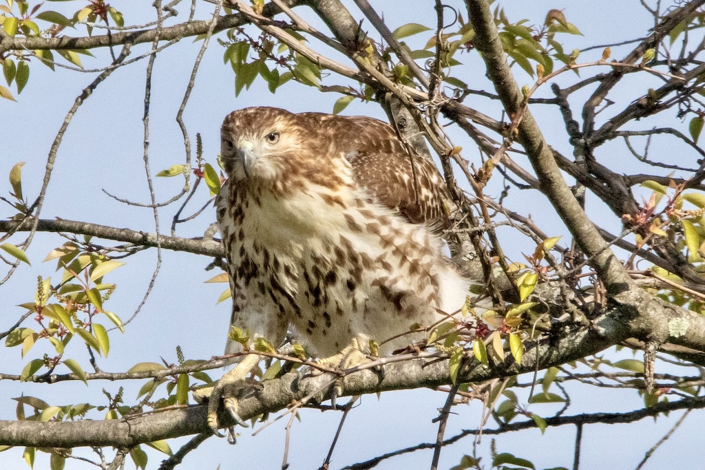 Hawk leaning forward on branch.